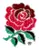Click for more info on english rugby